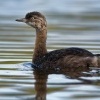 Potapka novozelandska - Poliocephalus rufopectus - New Zealand dabchick - weweia 4986
